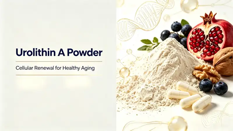 Urolithin A Powder Benefits for Healthy Aging and Longevity